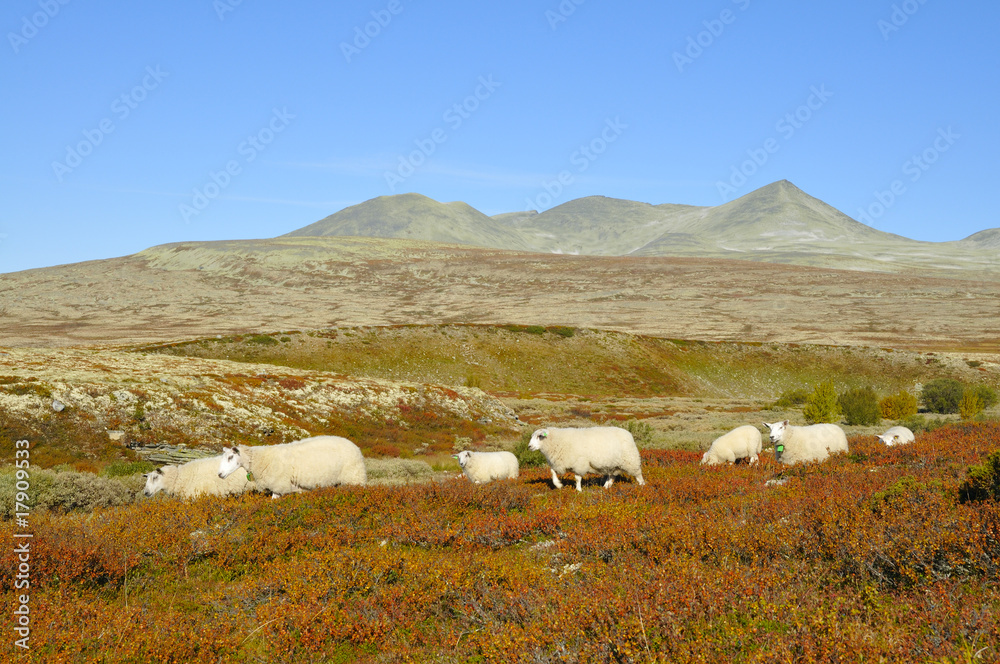 Wanderung der Schafe