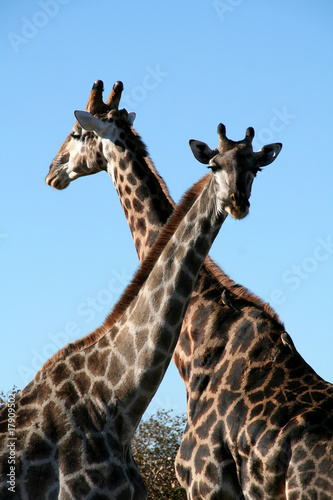 Fototapeta Naklejka Na Ścianę i Meble -  Giraffes crossing their neck