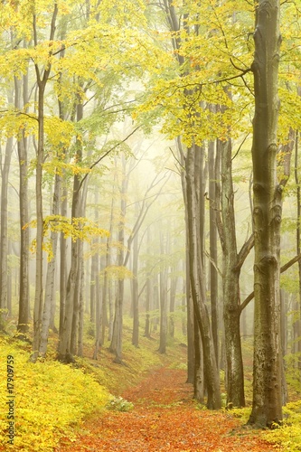Beech trees in dense fog in the autumnal woods #17909759