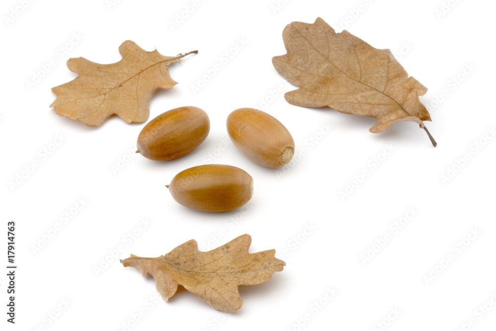 Autumn leaves and acorns isolated on white background