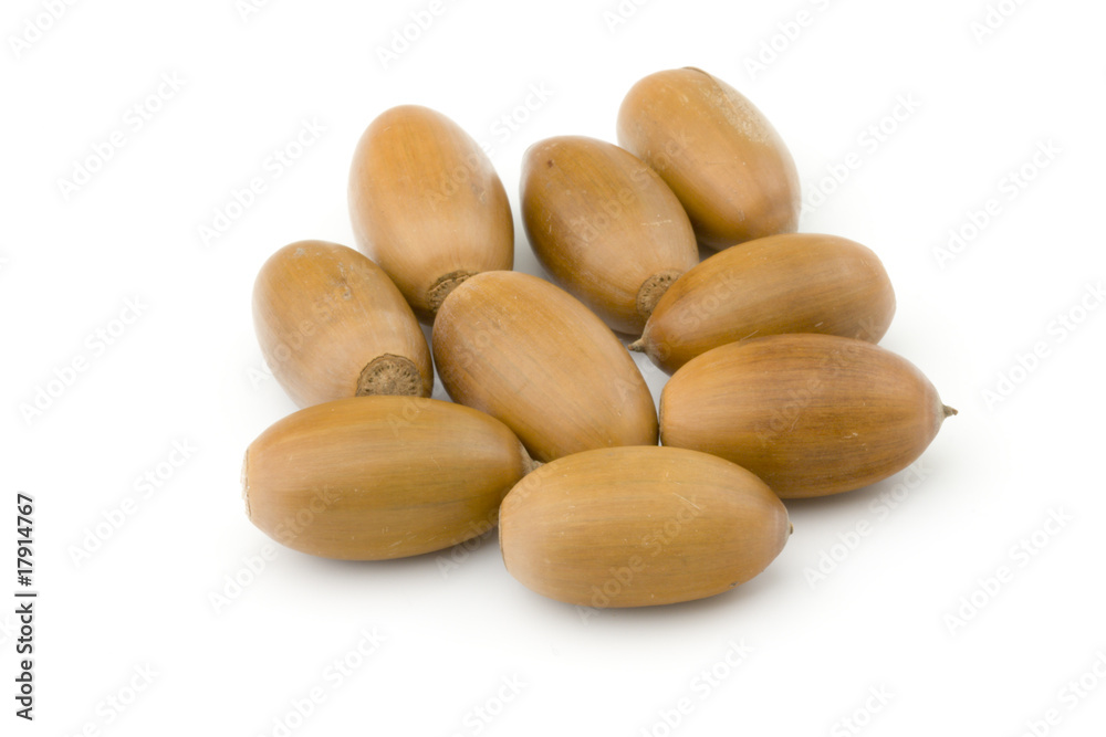 Obraz premium Autumn acorns isolated on white background