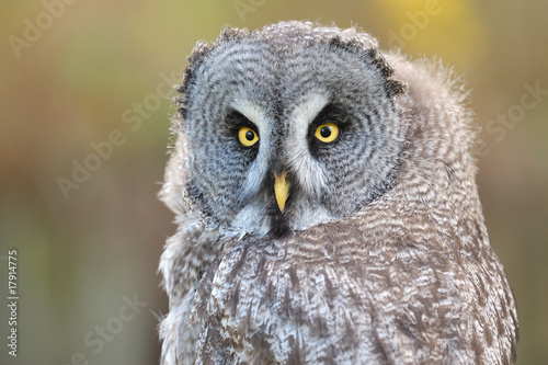 chouette lapone great grey owl © NICOLAS LARENTO