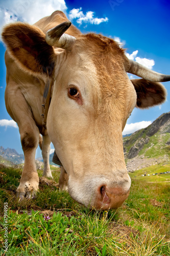 Vaca pastando © zothen