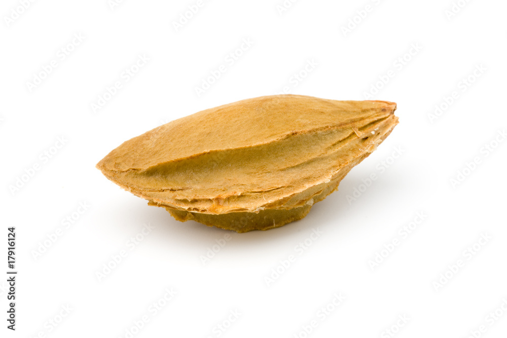 Bone a apricot isolated on white background