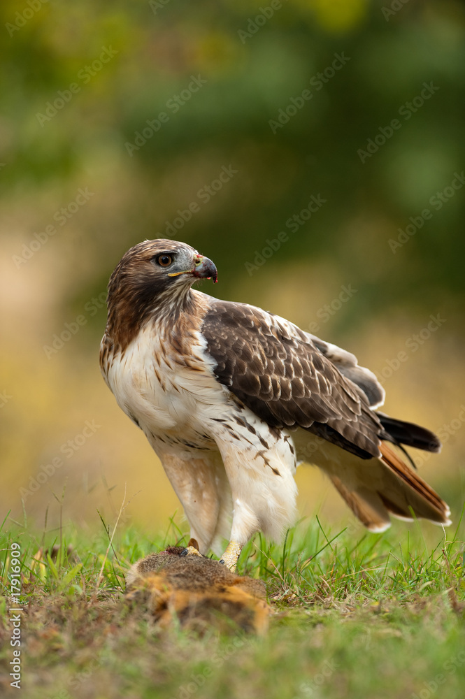 Red Tailed Hawk