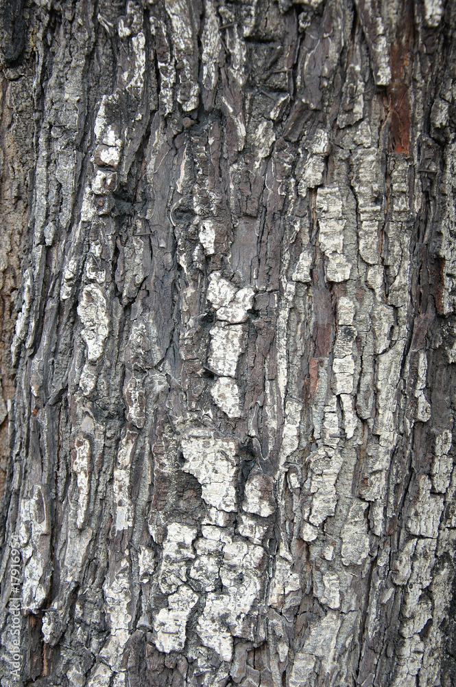 rough thick tree skin surface texture close up rough thick tree skin surface texture close up