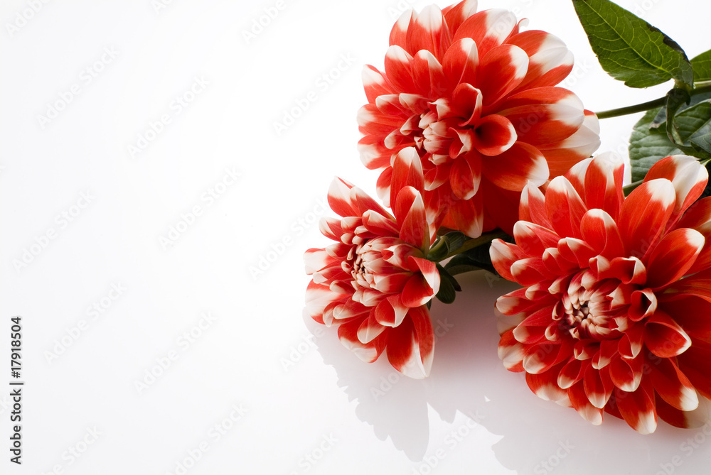 メキシコの国花 Images Browse 6 Stock Photos Vectors And Video Adobe Stock