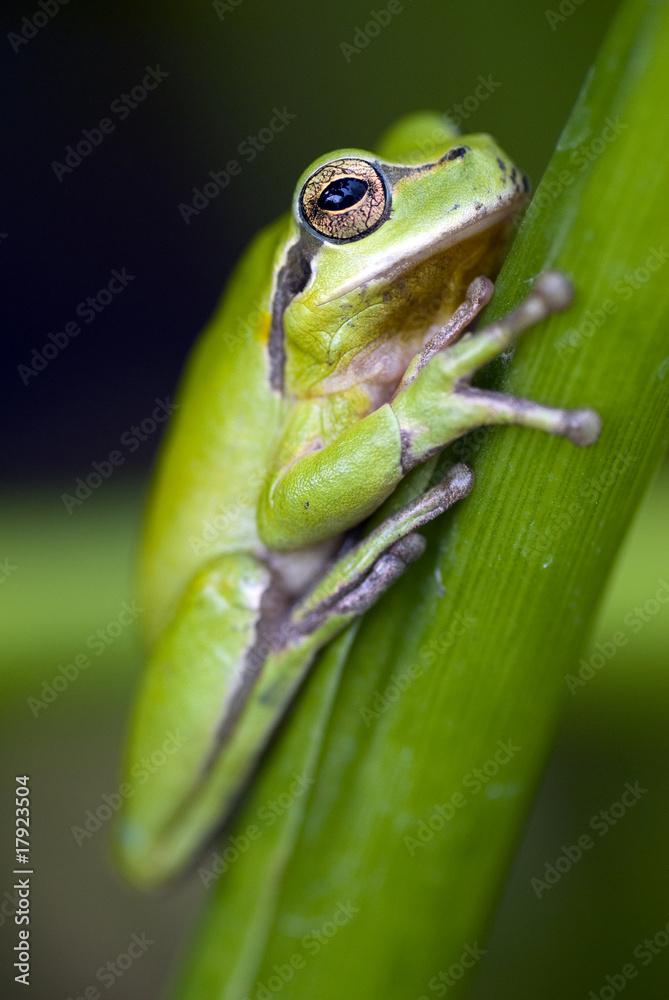Naklejka premium Green frog