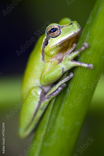 Green frog © Luna Vandoorne