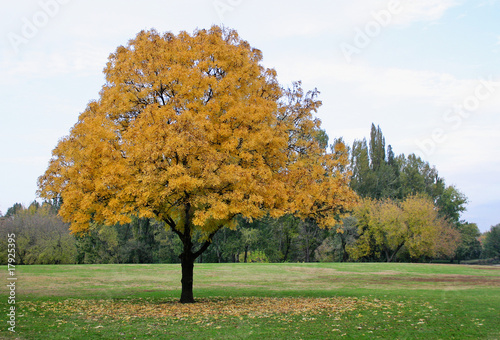 autumntree