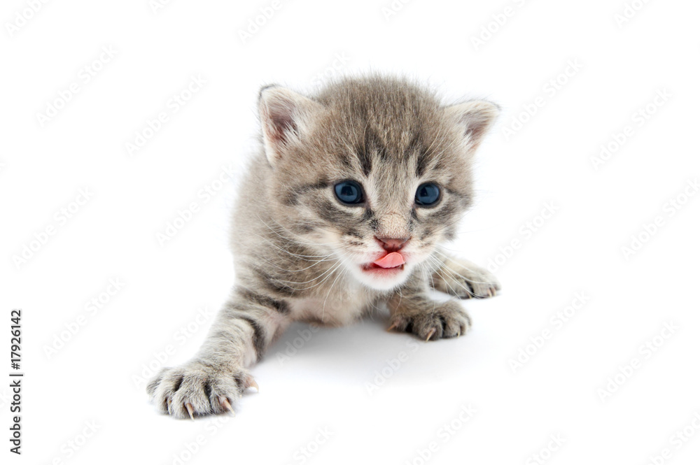 Obraz premium kitten