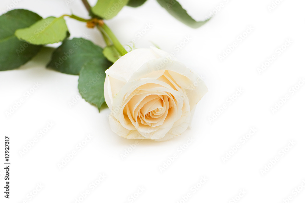 Single rose isolated on the white background Single rose isolated on the white background