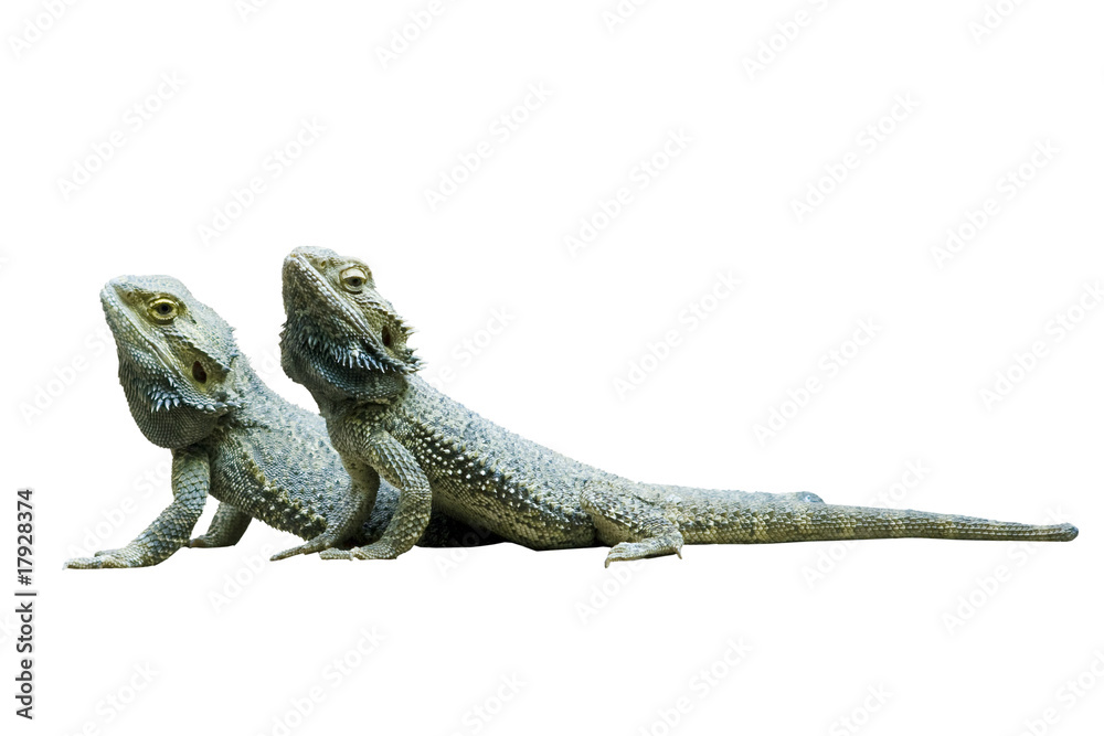 Fototapeta premium Reptilien wd230