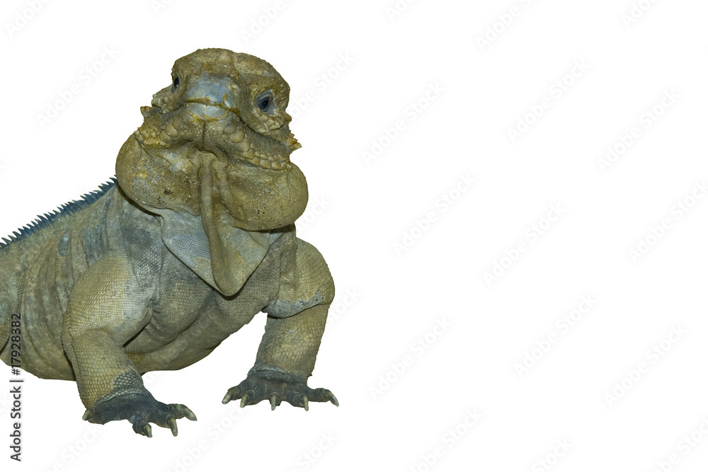 Obraz premium Reptilien wd231