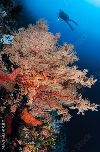 A panaromic view of soft corals and underwater world
