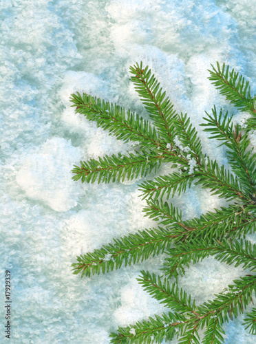 fir tree and ice - winter background © Tom Kuest
