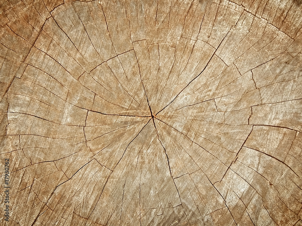 Fototapeta premium tree stump background