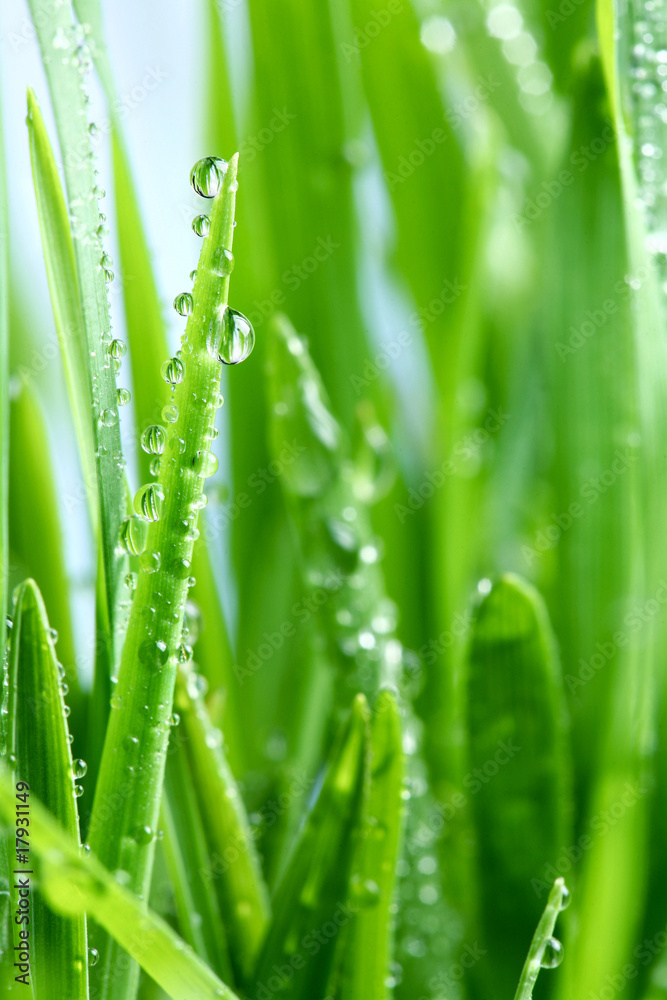 Obraz premium Dew drop on a green grass