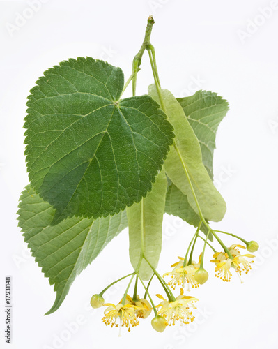 Flowers of linden-tree on a white background photo