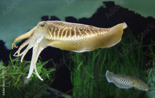 Cuttlefish photo