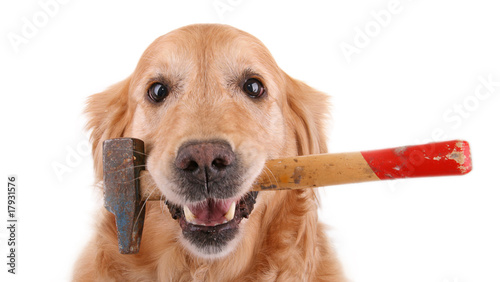 chien golden retriever avec un marteau photo