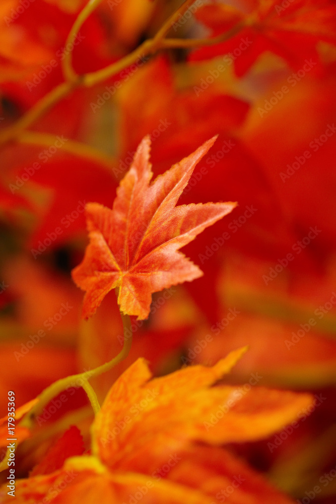 beautiful red leaves. macro shot