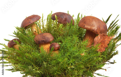 King boletus edulis