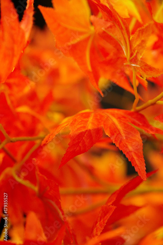 beautiful red leaves. macro shot