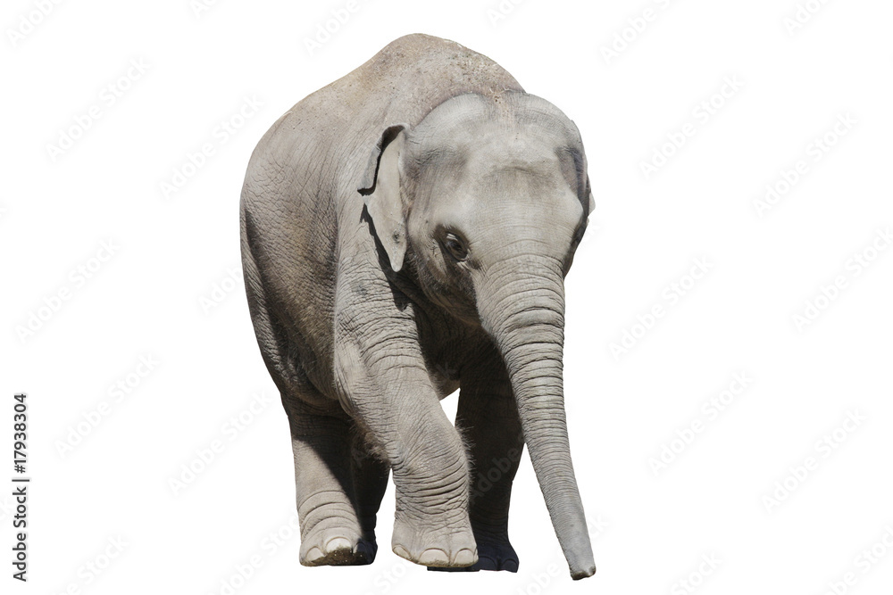 Obraz premium Elefant wd232