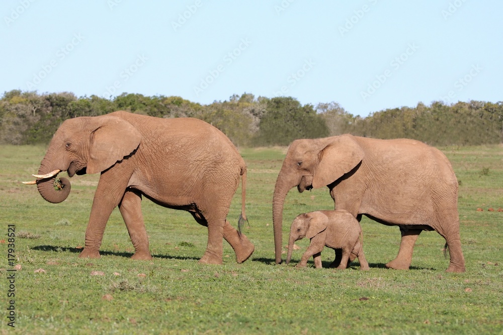 Fototapeta premium Elephant Family