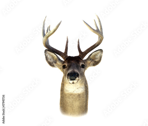 Whitetail Deer Head Isolated © deepspacedave