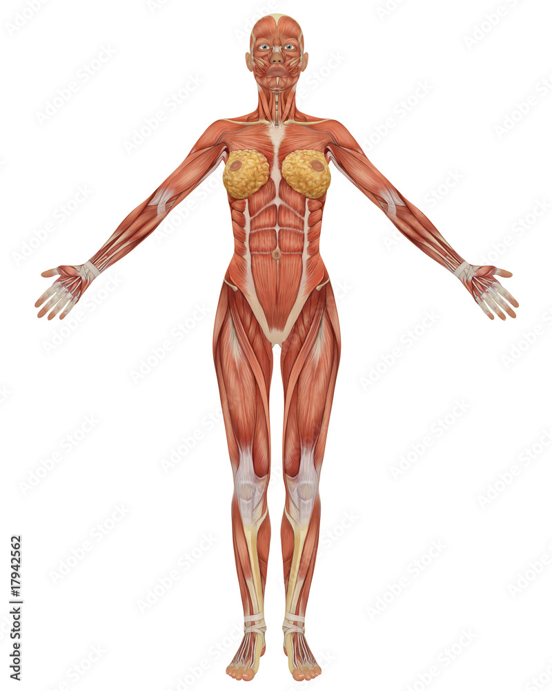 Female Muscular Anatomy Front View Female Muscular Anatomy Front View