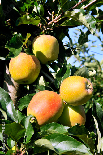 tree with apple fruits
