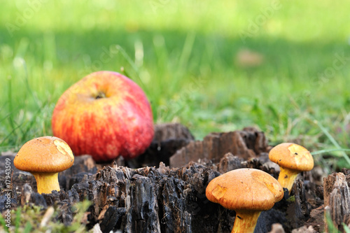 a mushroom and an apple laying in the moss and grass
