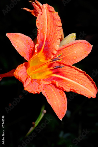 lily flower on dark background
