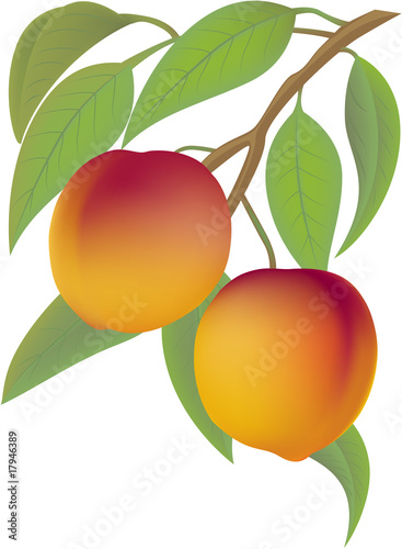 Two juicy peaches on a branch with leaflets