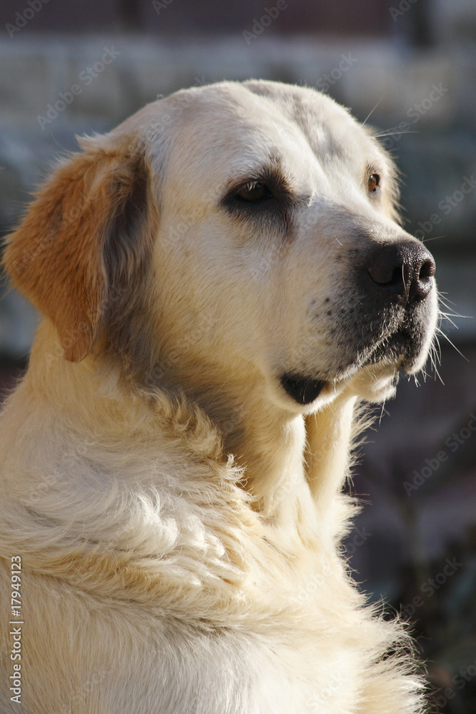 golden retriever golden retriever