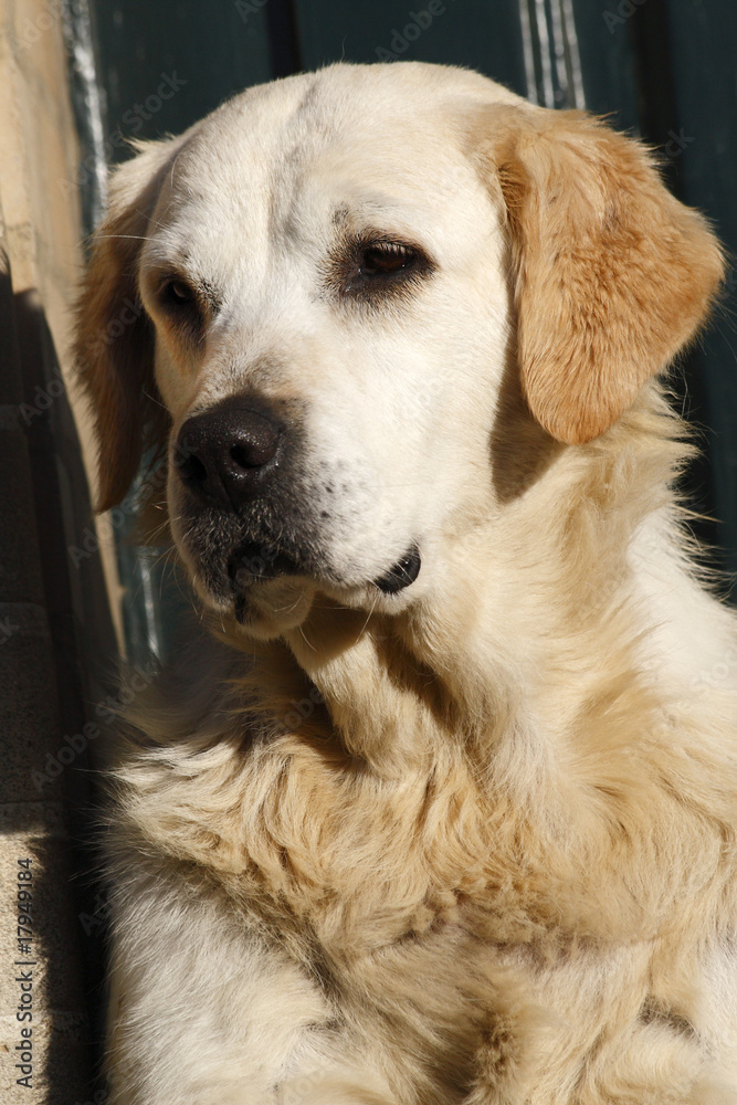 golden retriever golden retriever
