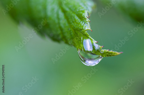 One Dew Drop on a Leaf.