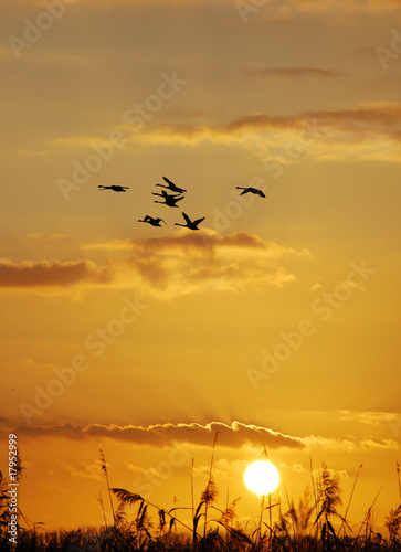 yellow sunset with reed and brants in fall photo