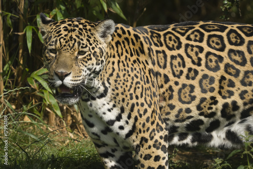 Jaguar © Stephen Meese