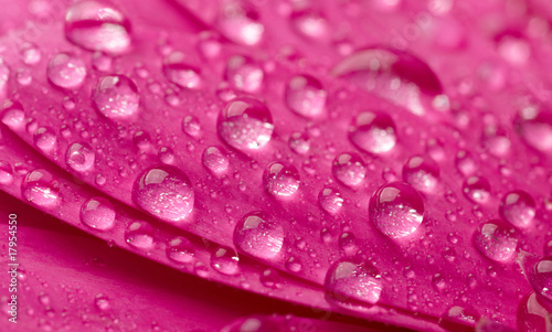 Pink flower with waredrops.