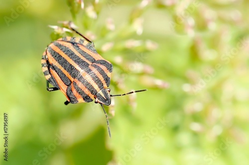 Beetle on a plant in the early morning in the springtime © Aniszewski
