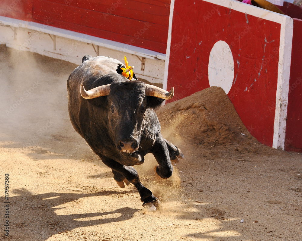 Mexican Fighting Bull Photos | Adobe Stock