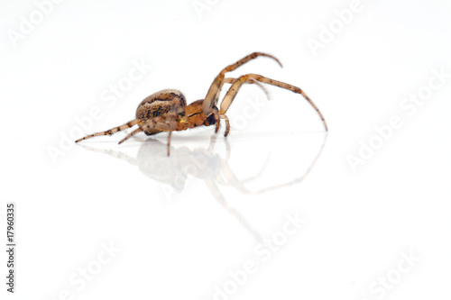 Quadro em tela Spinne von der Seite