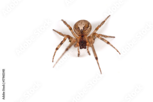 Arachnida photo