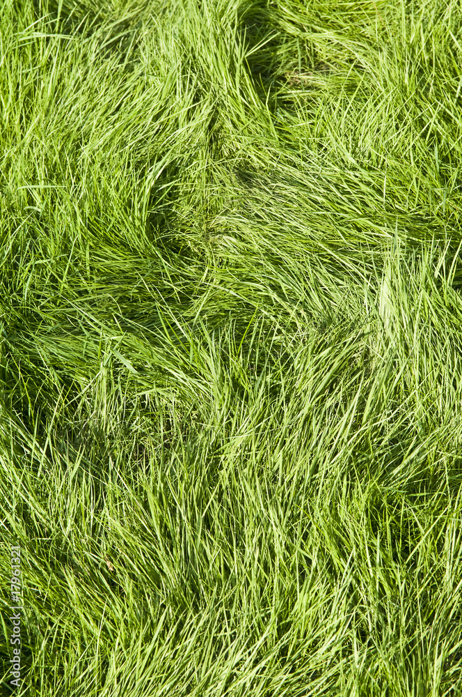 Green grassed area Green grassed area