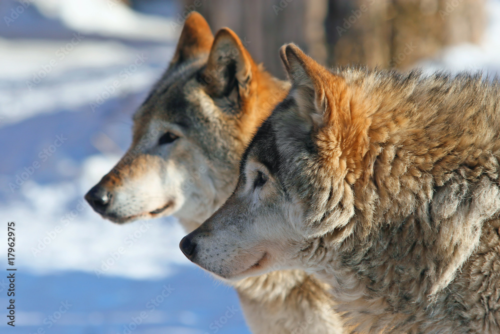 Grey wolves  (canis lupus)