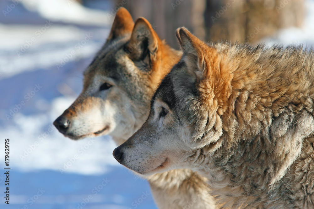 Grey wolves (canis lupus) Grey wolves (canis lupus)