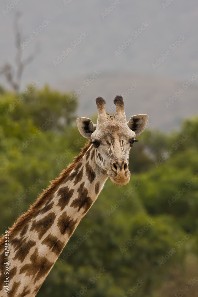 Mara Giraffe